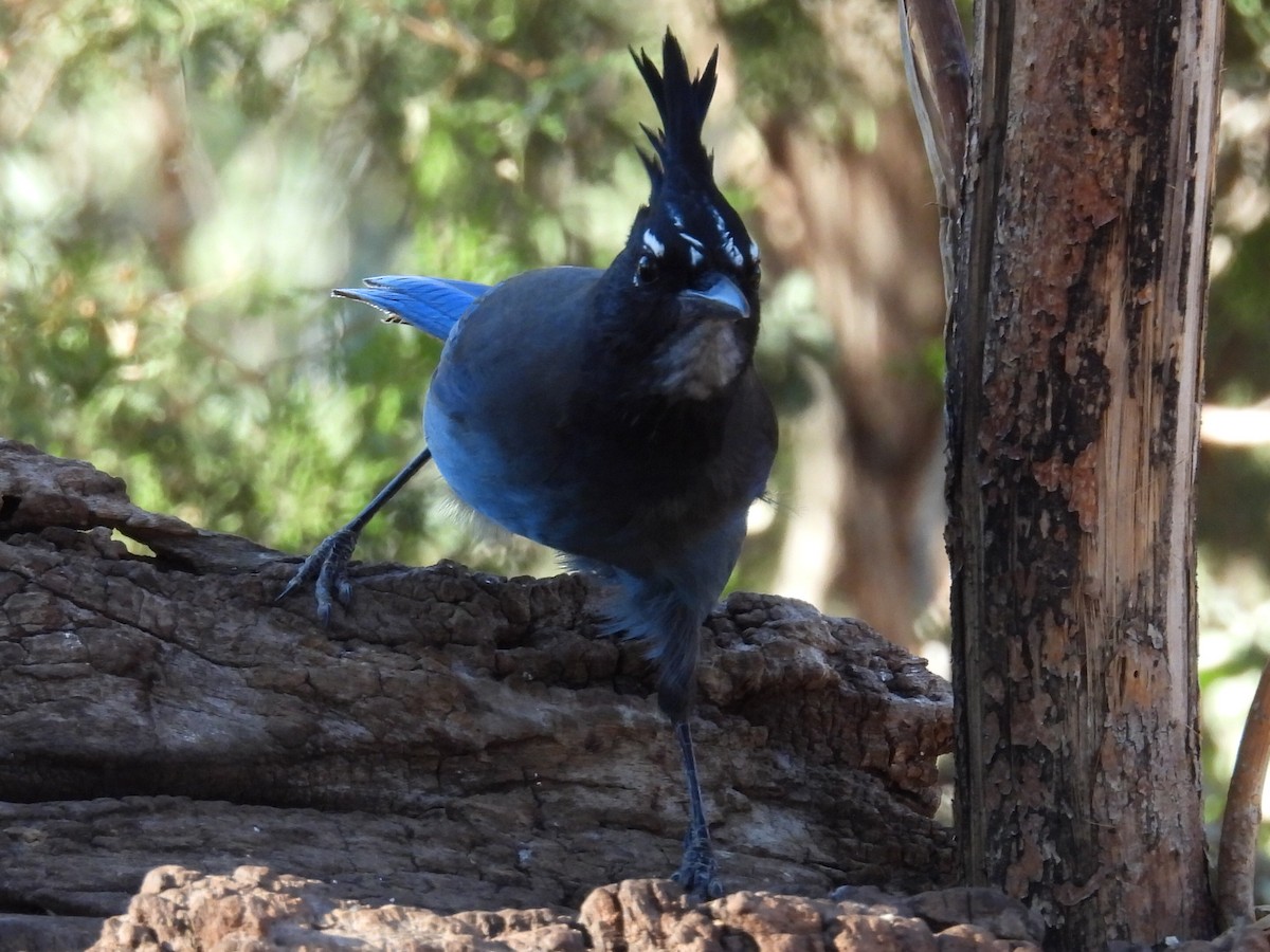Steller's Jay (Southwest Interior) - ML646429316