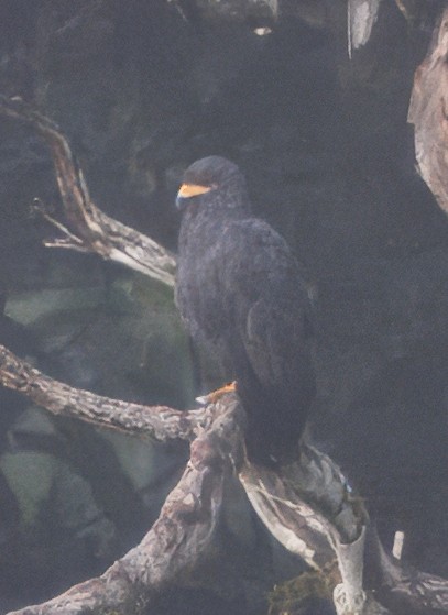 Common Black Hawk - ML646429318