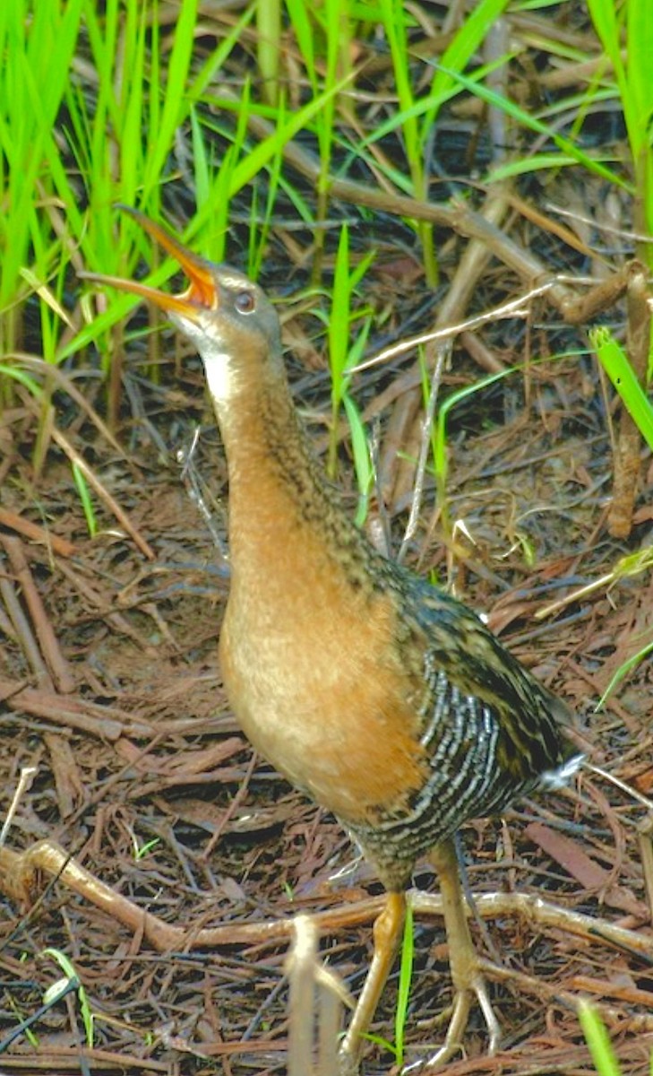 King Rail - ML646429321