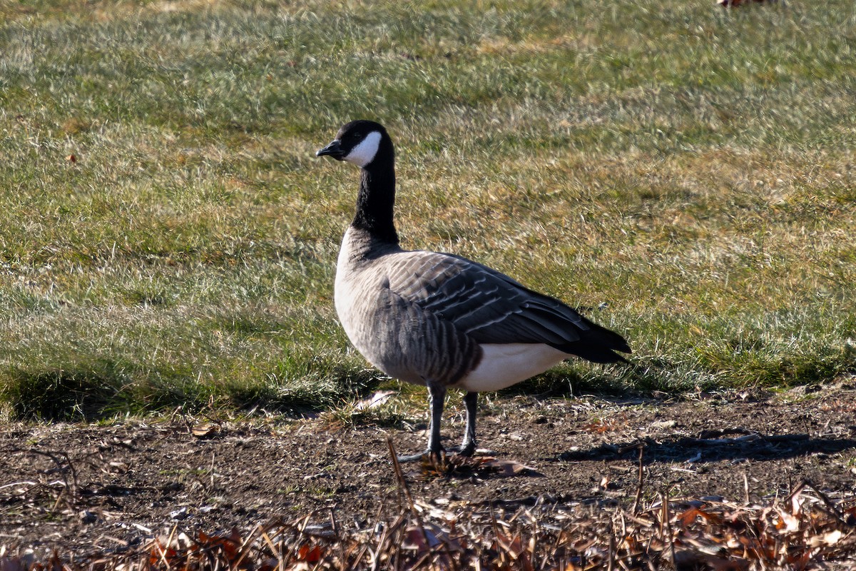 Cackling Goose (Richardson's) - ML646429322
