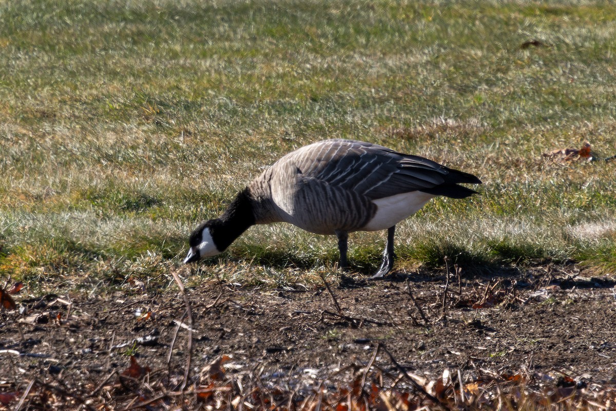 Cackling Goose (Richardson's) - ML646429323