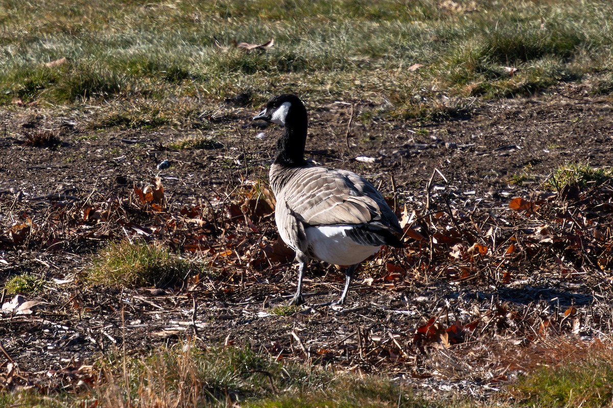 Cackling Goose (Richardson's) - ML646429325
