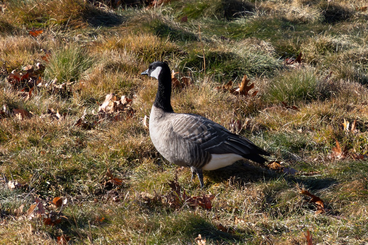Cackling Goose (Richardson's) - ML646429326