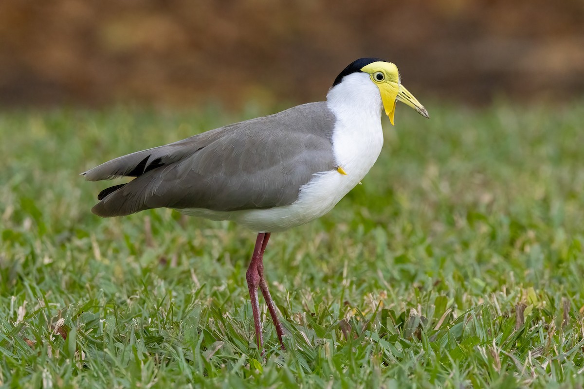 Hegabera maskaraduna - ML646429327