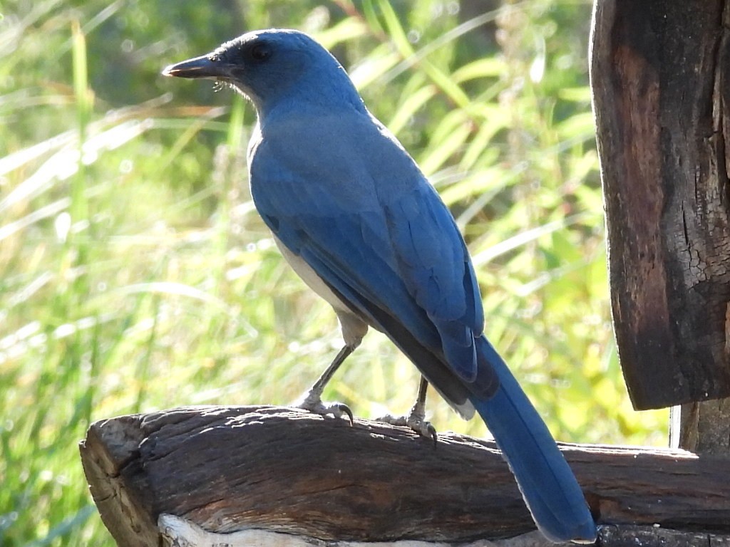 Mexican Jay (Arizona) - ML646429328