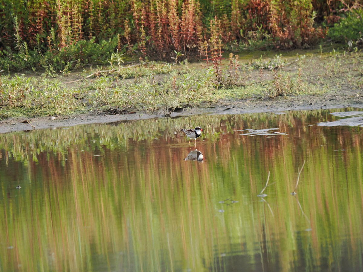 Black-fronted Dotterel - ML646429329