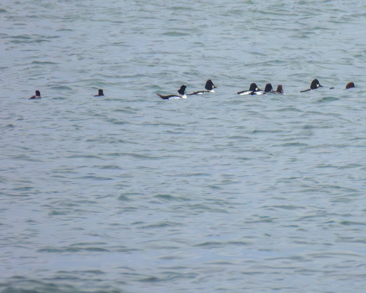 Common Goldeneye - ML646429337