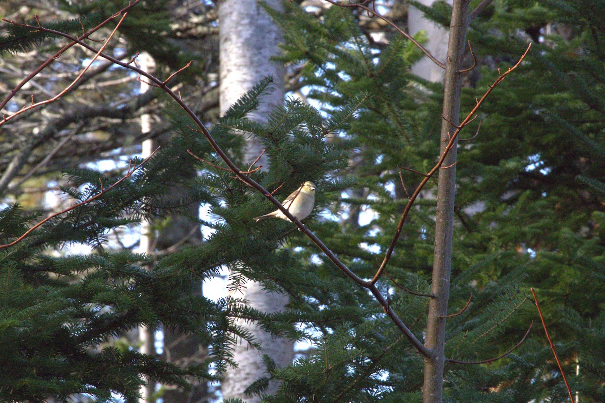 Altın İskete - ML646429338