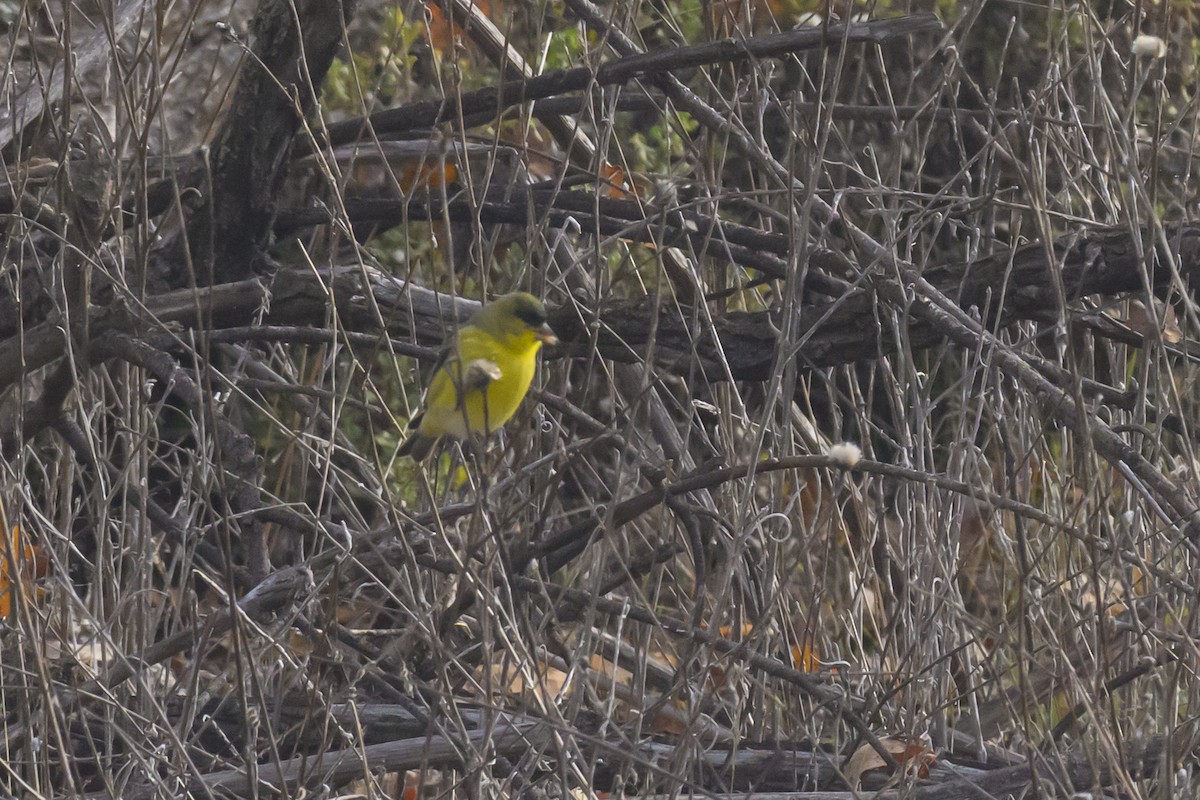 Lesser Goldfinch - ML646429339