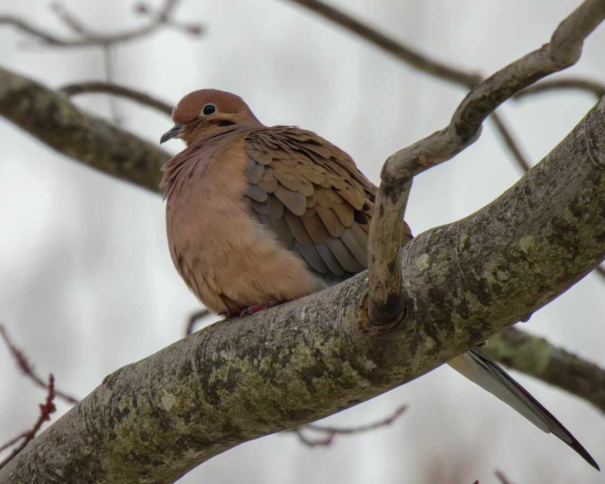 Mourning Dove - ML646429342