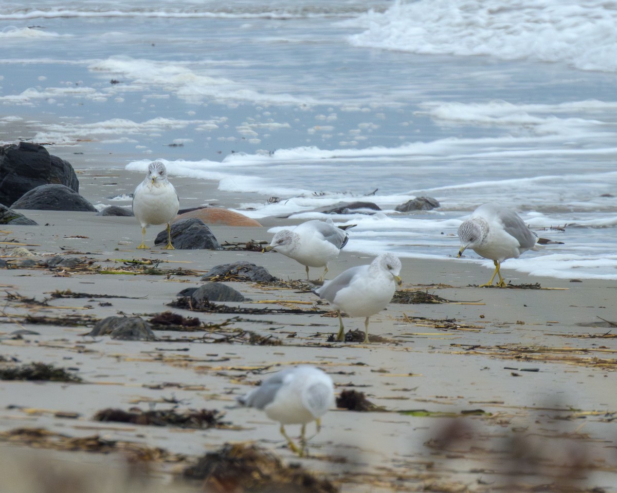 Ring-billed Gull - ML646429343