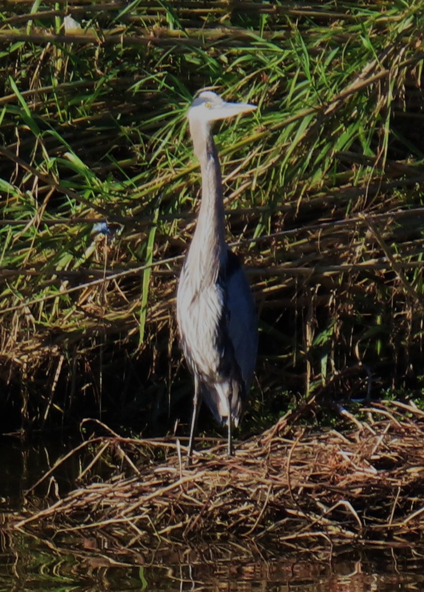 Great Blue Heron - ML646429346