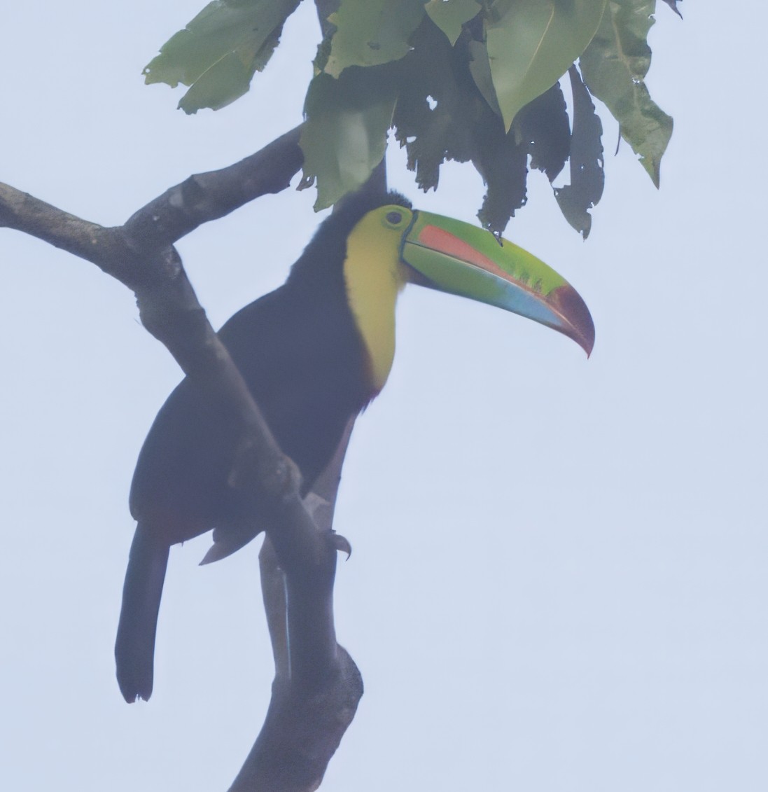 Тукан жовтогорлий - ML646429347