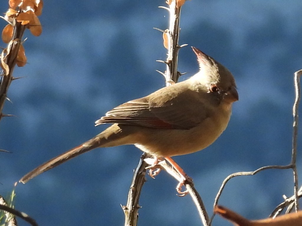 Pyrrhuloxia - ML646429348