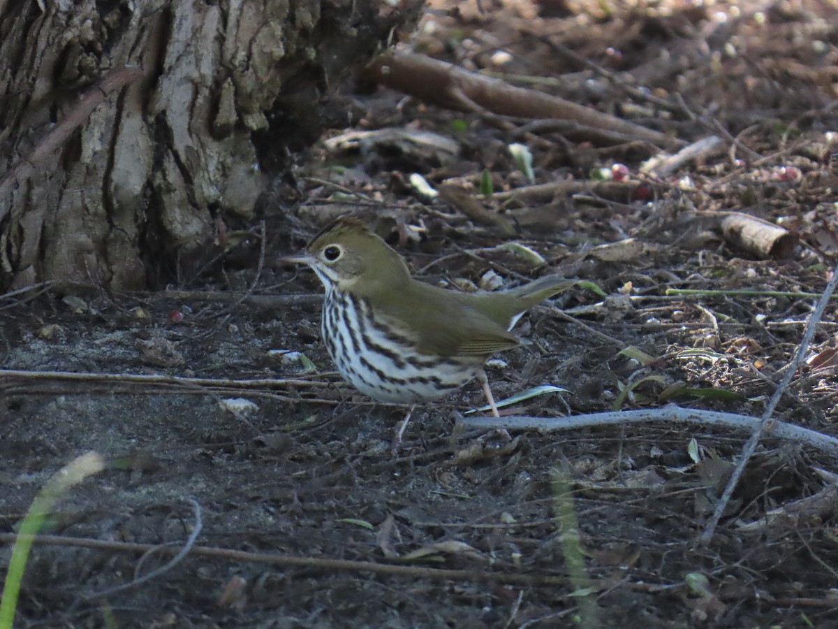 Pieperwaldsänger - ML646429349