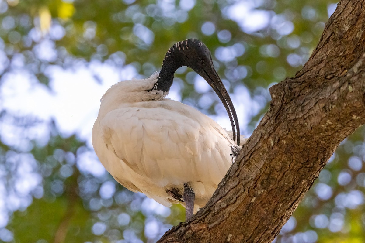 Australian Ibis - ML646429350