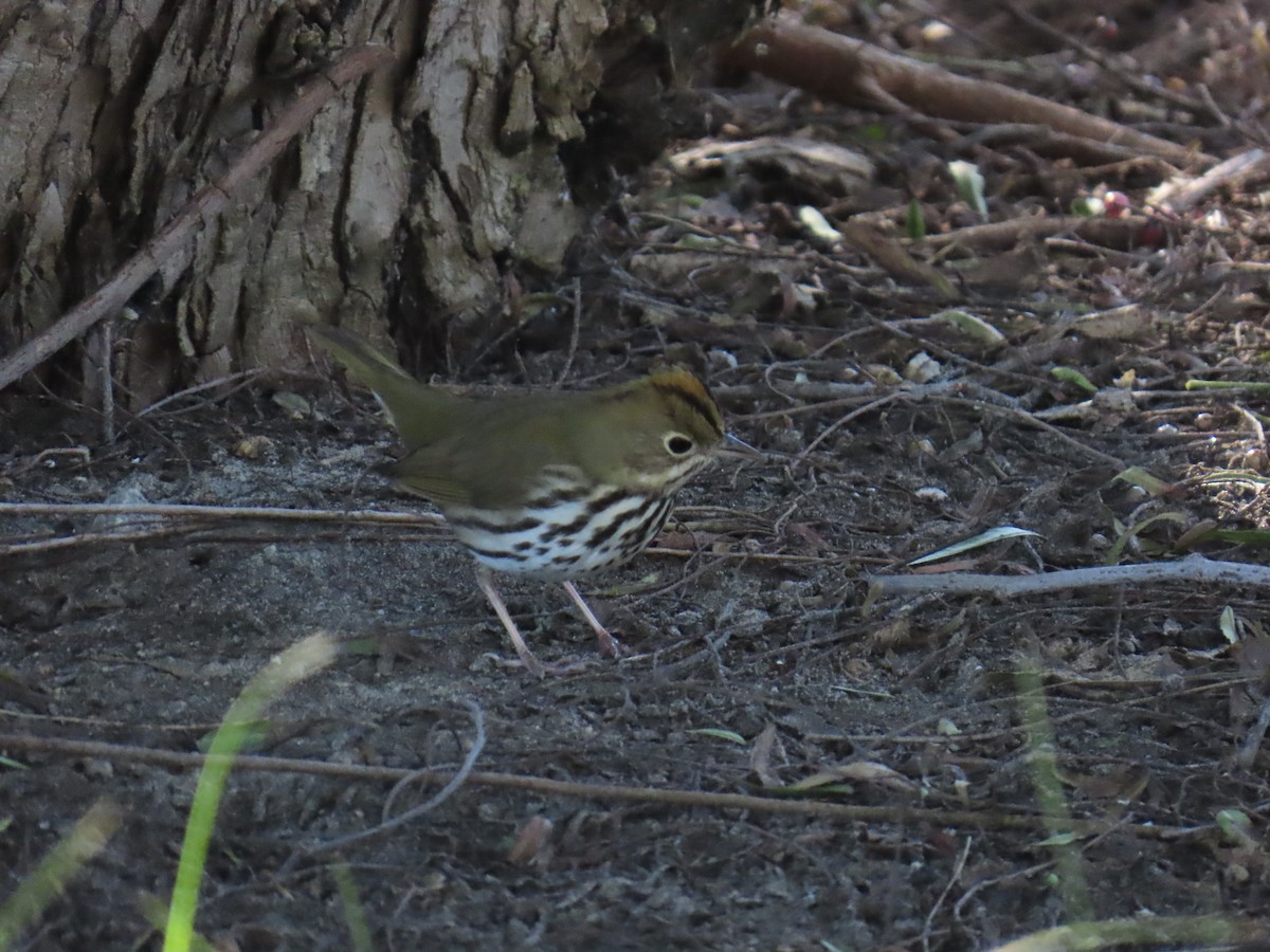 Pieperwaldsänger - ML646429351