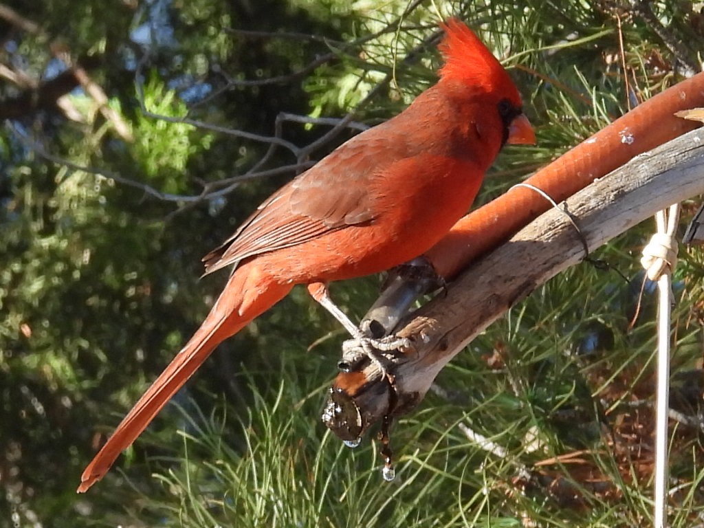 Northern Cardinal - ML646429352