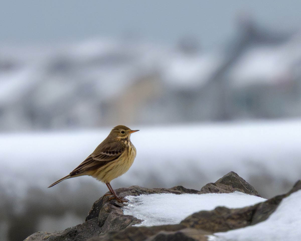 American Pipit - ML646429354