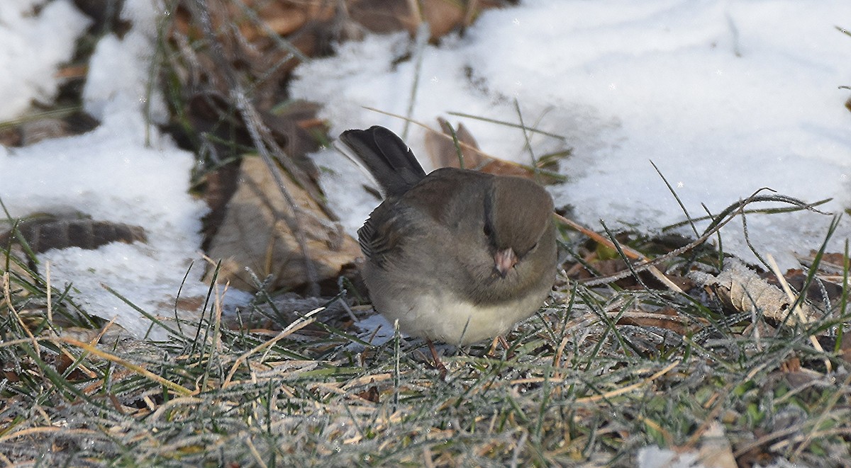 Dark-eyed Junco - ML646429355