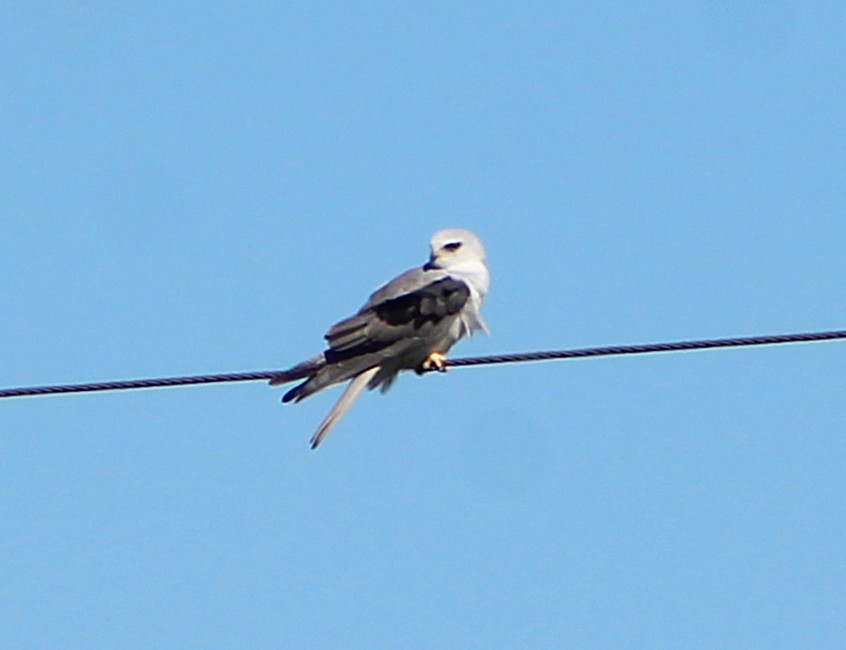 White-tailed Kite - ML646429356