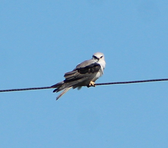 White-tailed Kite - ML646429357
