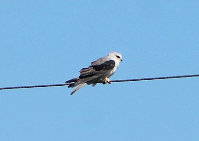 White-tailed Kite - ML646429358