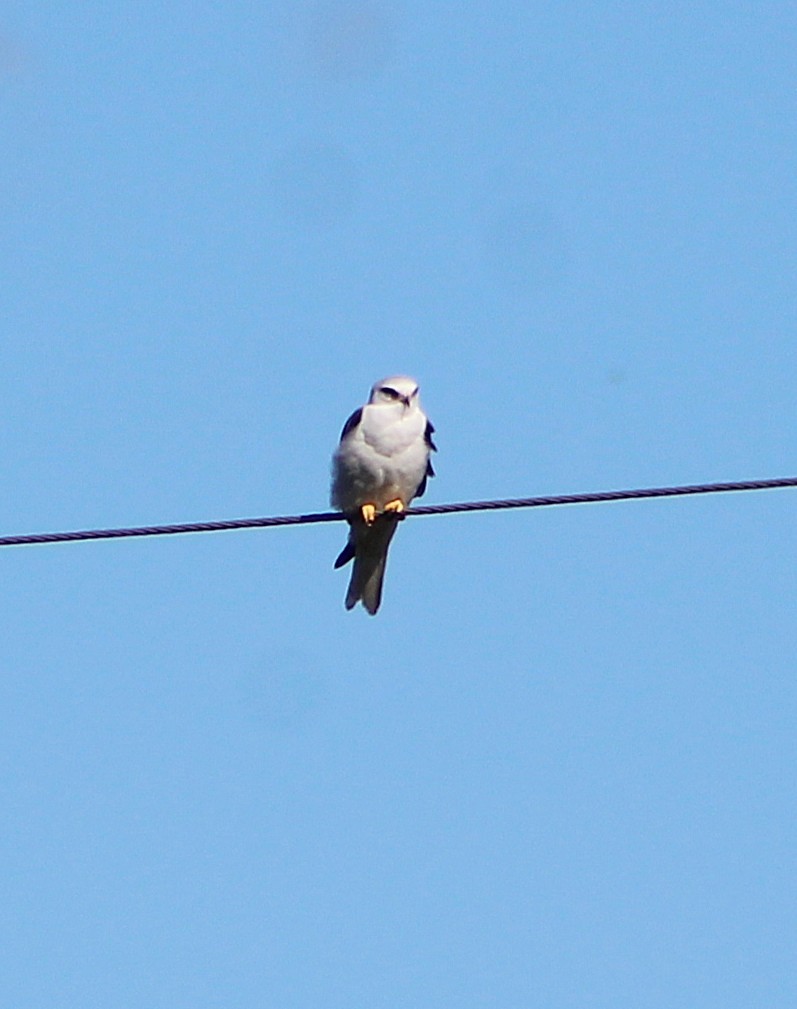 White-tailed Kite - ML646429359