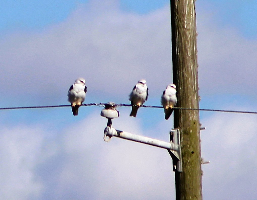 White-tailed Kite - ML646429360