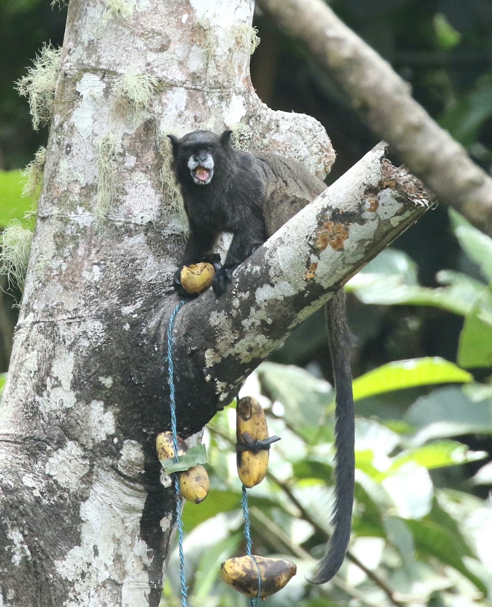 Tamarino dal dorso nero - ML646429362