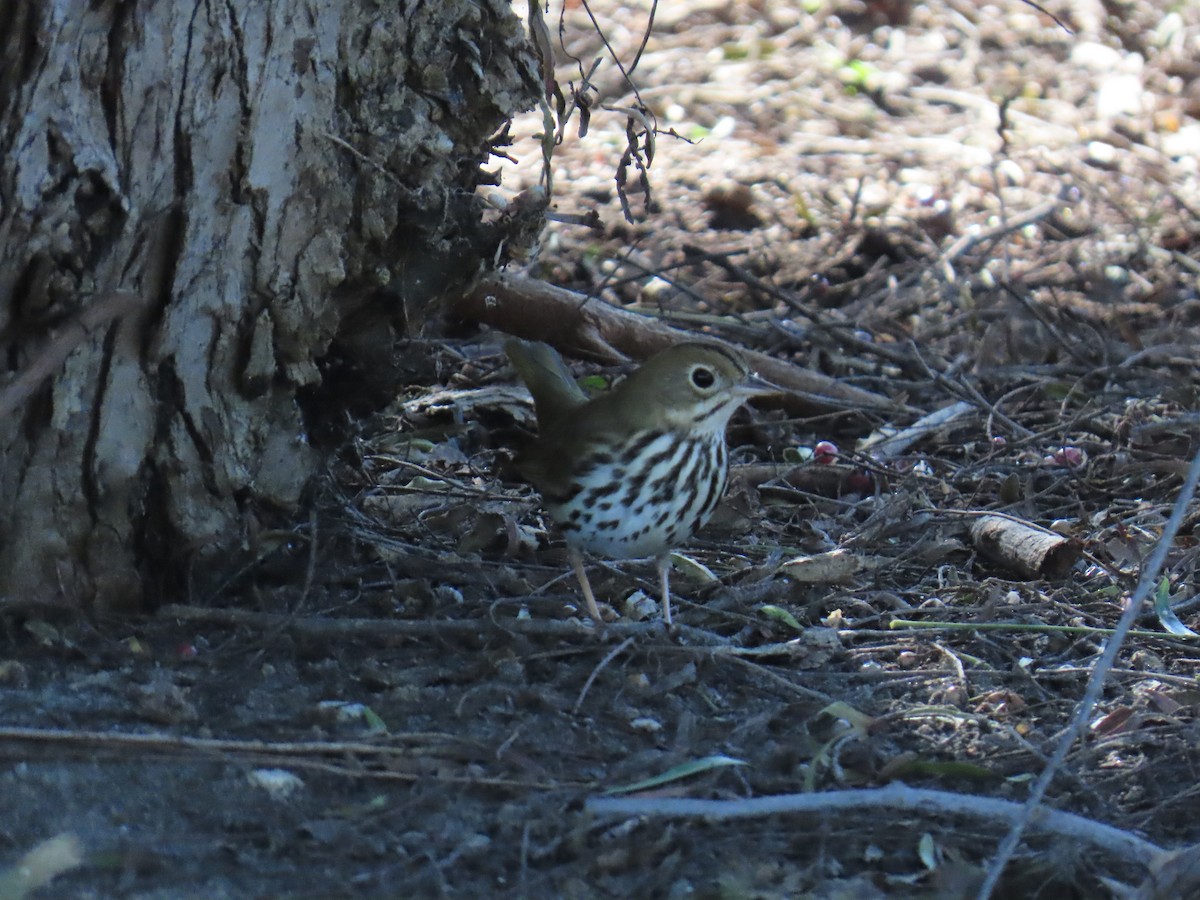 Pieperwaldsänger - ML646429363