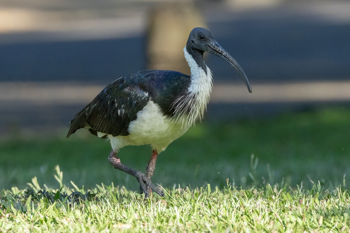 Straw-necked Ibis - ML646429365