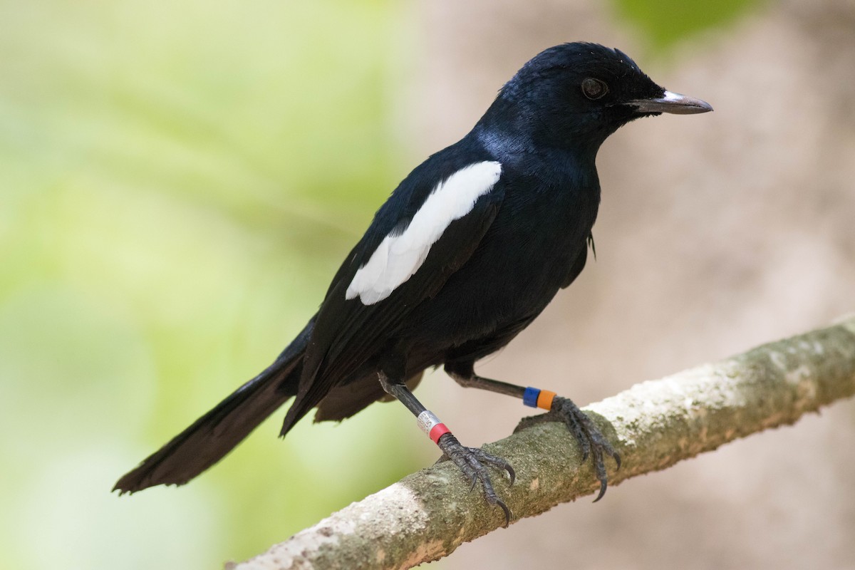 Seychelles Magpie-Robin - ML646429368