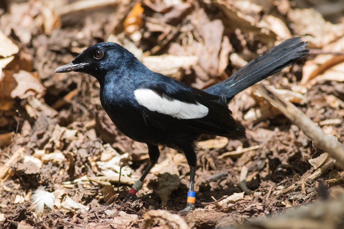 Seychelles Magpie-Robin - ML646429369