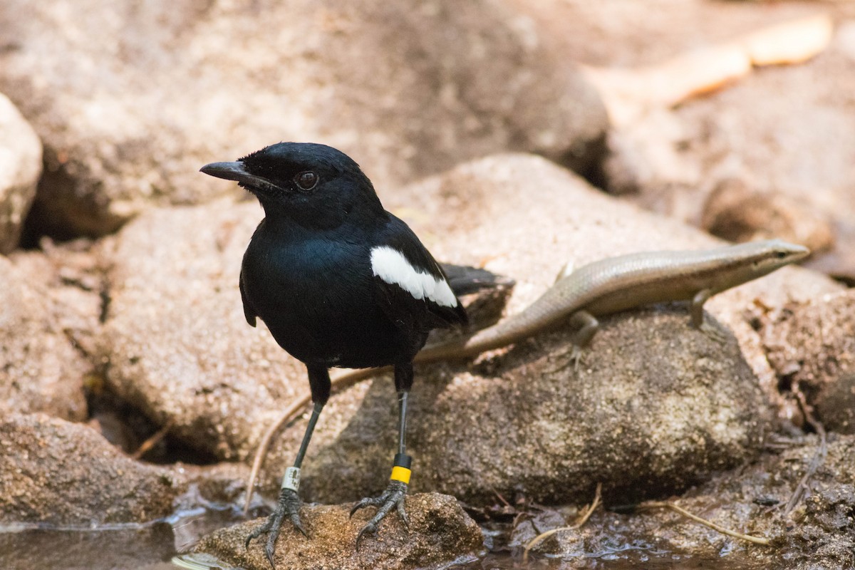 Seychelles Magpie-Robin - ML646429370