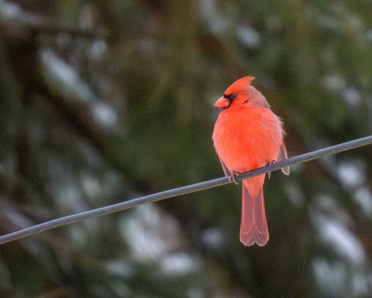 Northern Cardinal - ML646429371