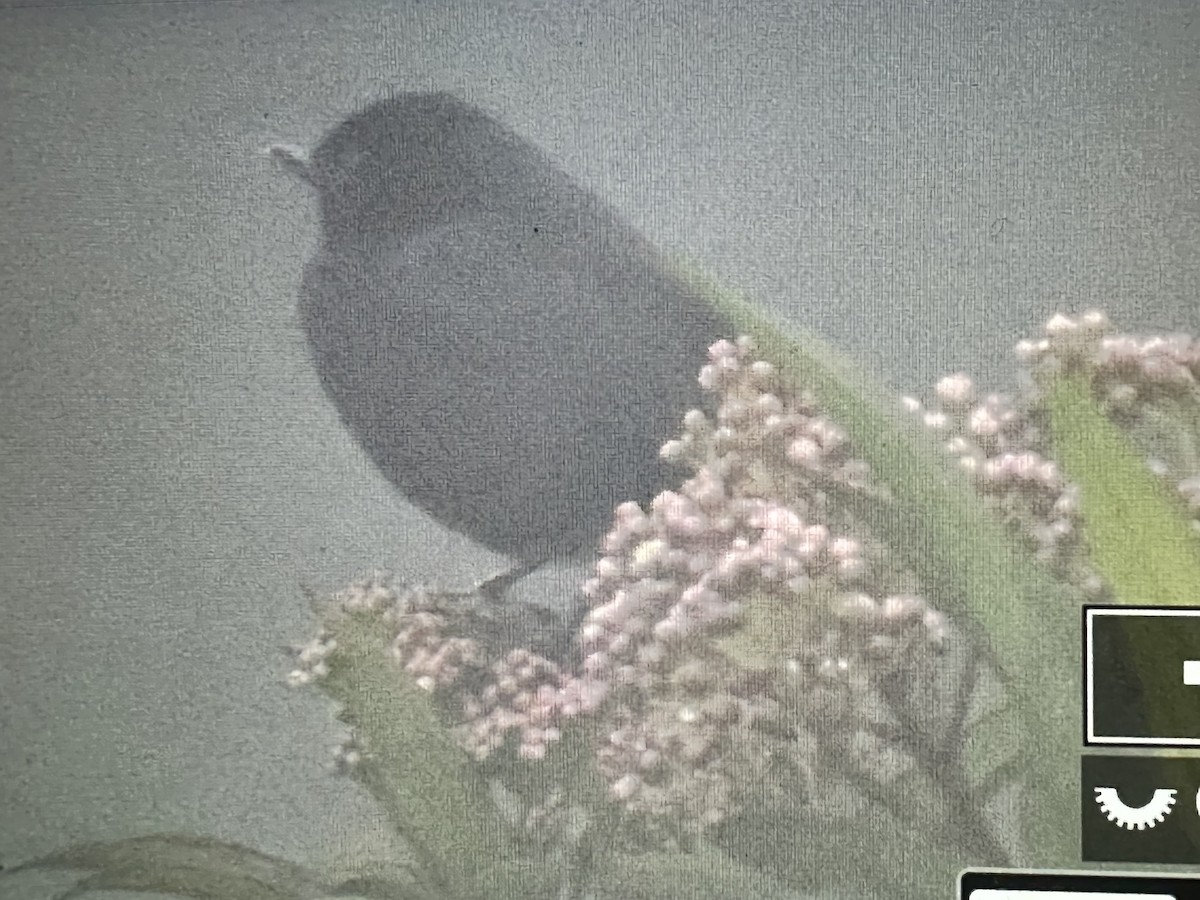 Black Flowerpiercer - ML646429372