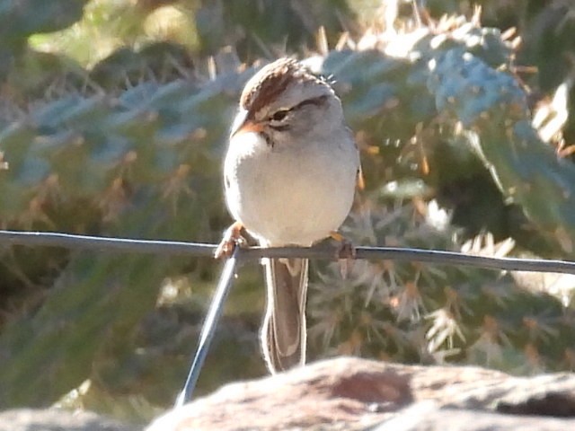 Rufous-winged Sparrow - ML646429373