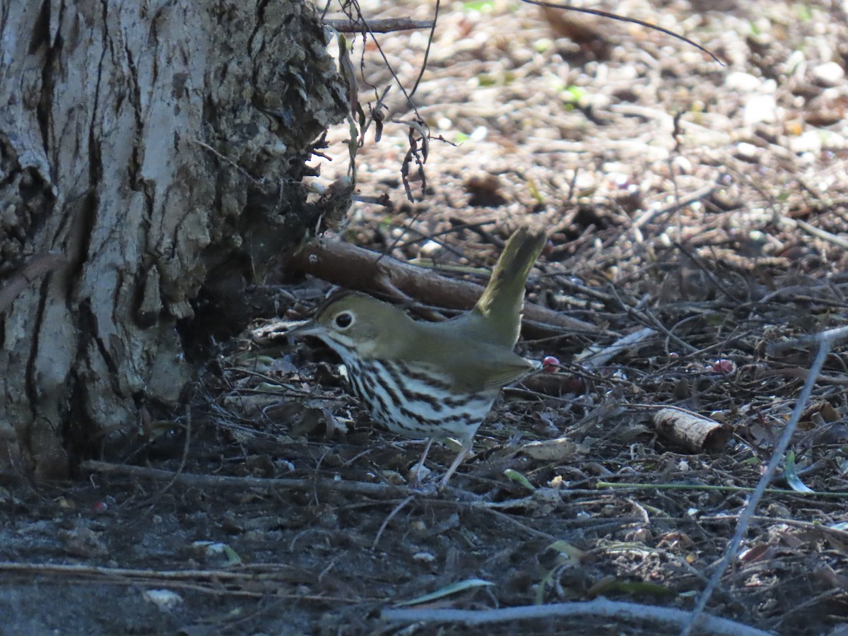 Pieperwaldsänger - ML646429374