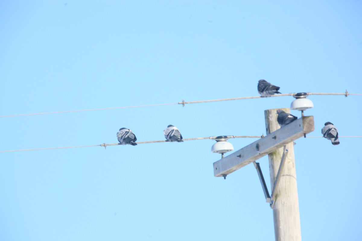 Rock Pigeon (Feral Pigeon) - ML646429385