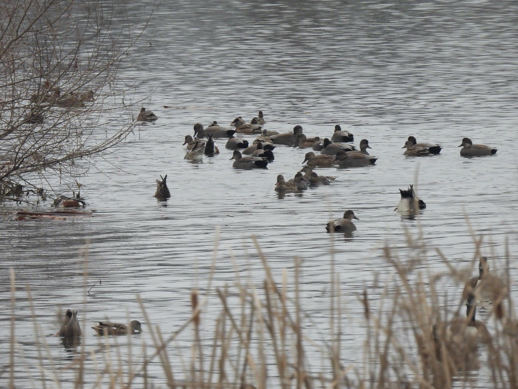 Серая утка - ML646429386