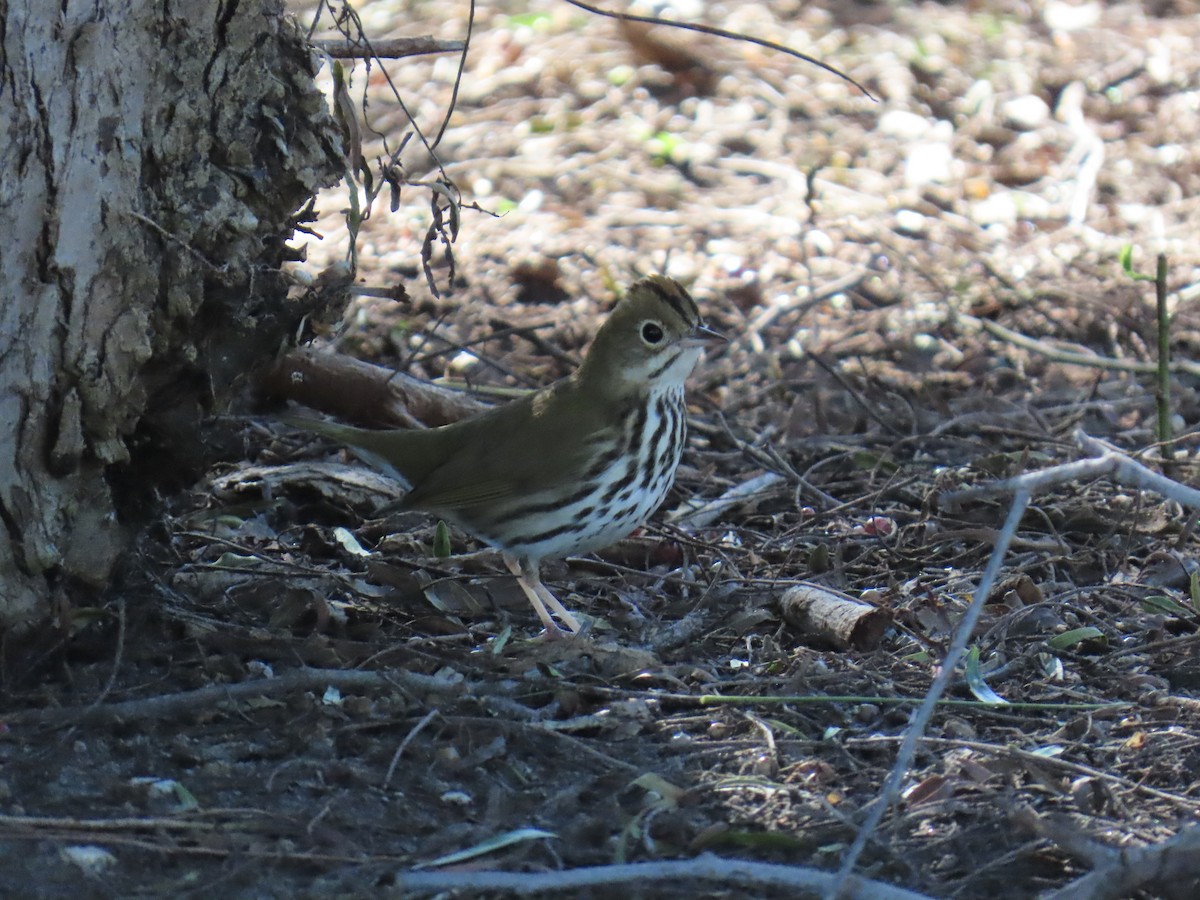 Pieperwaldsänger - ML646429387