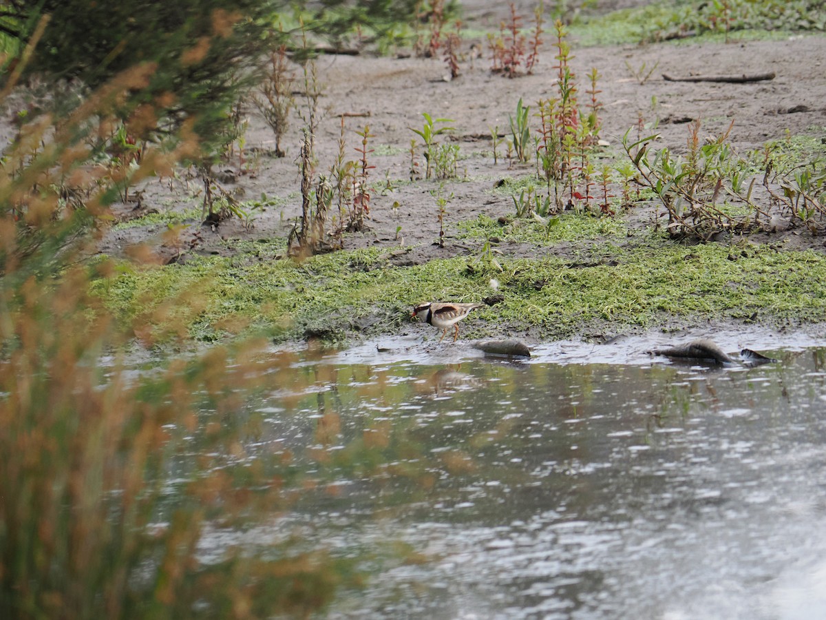 Black-fronted Dotterel - ML646429388