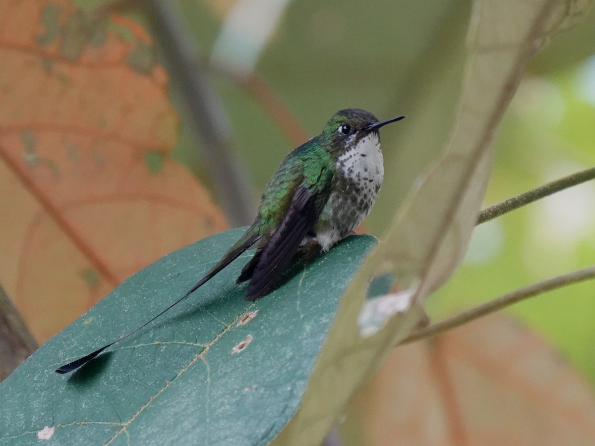 White-booted Racket-tail - ML646429389