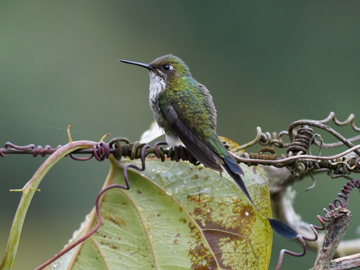 White-booted Racket-tail - ML646429390