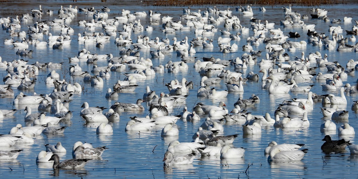 Snow Goose - ML646429391