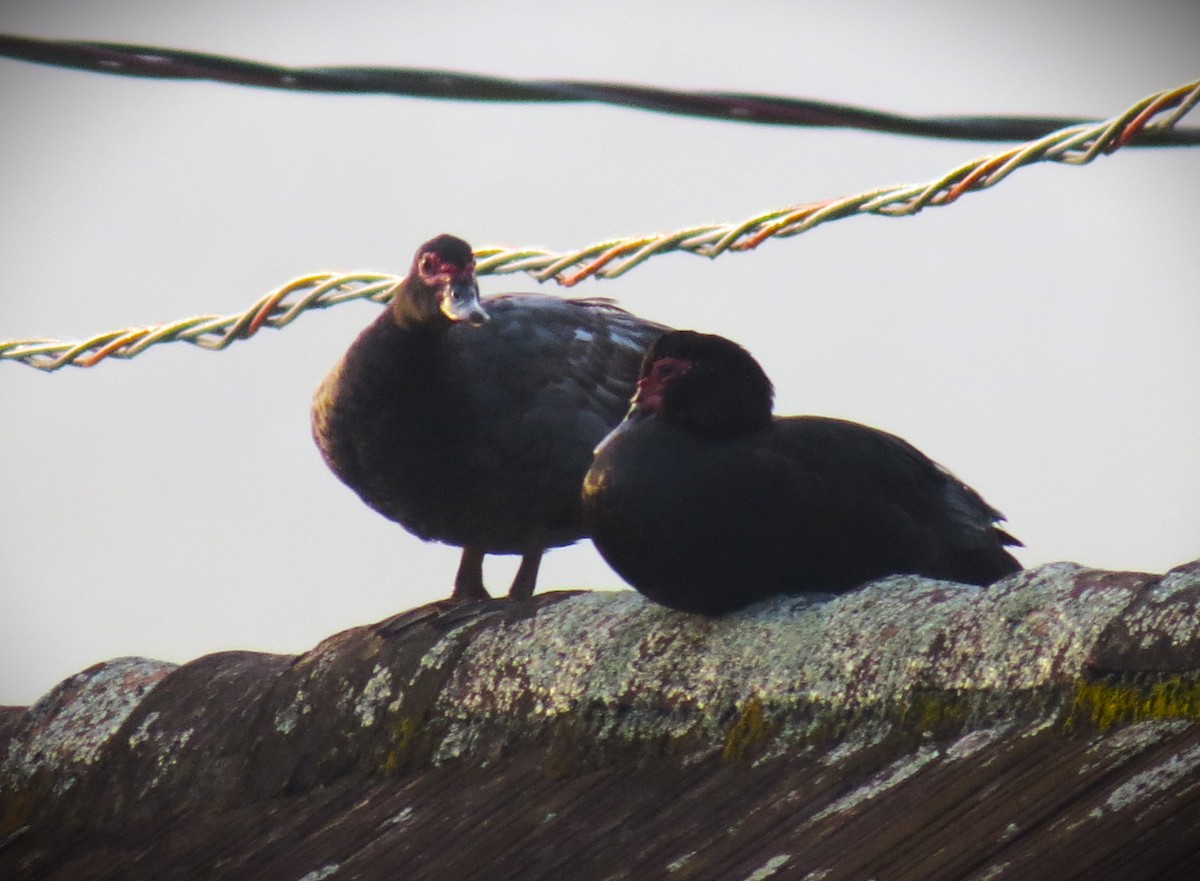 Muscovy Duck - ML646429392