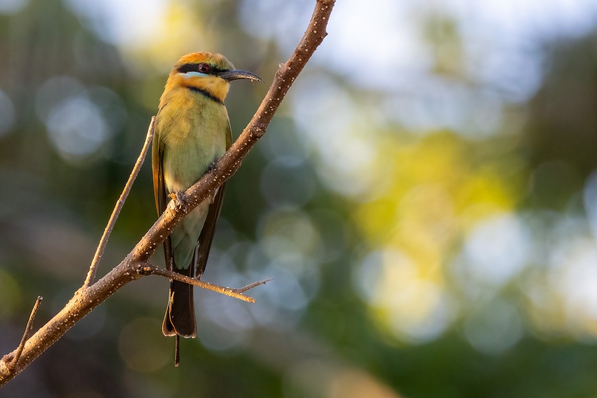 Rainbow Bee-eater - ML646429393