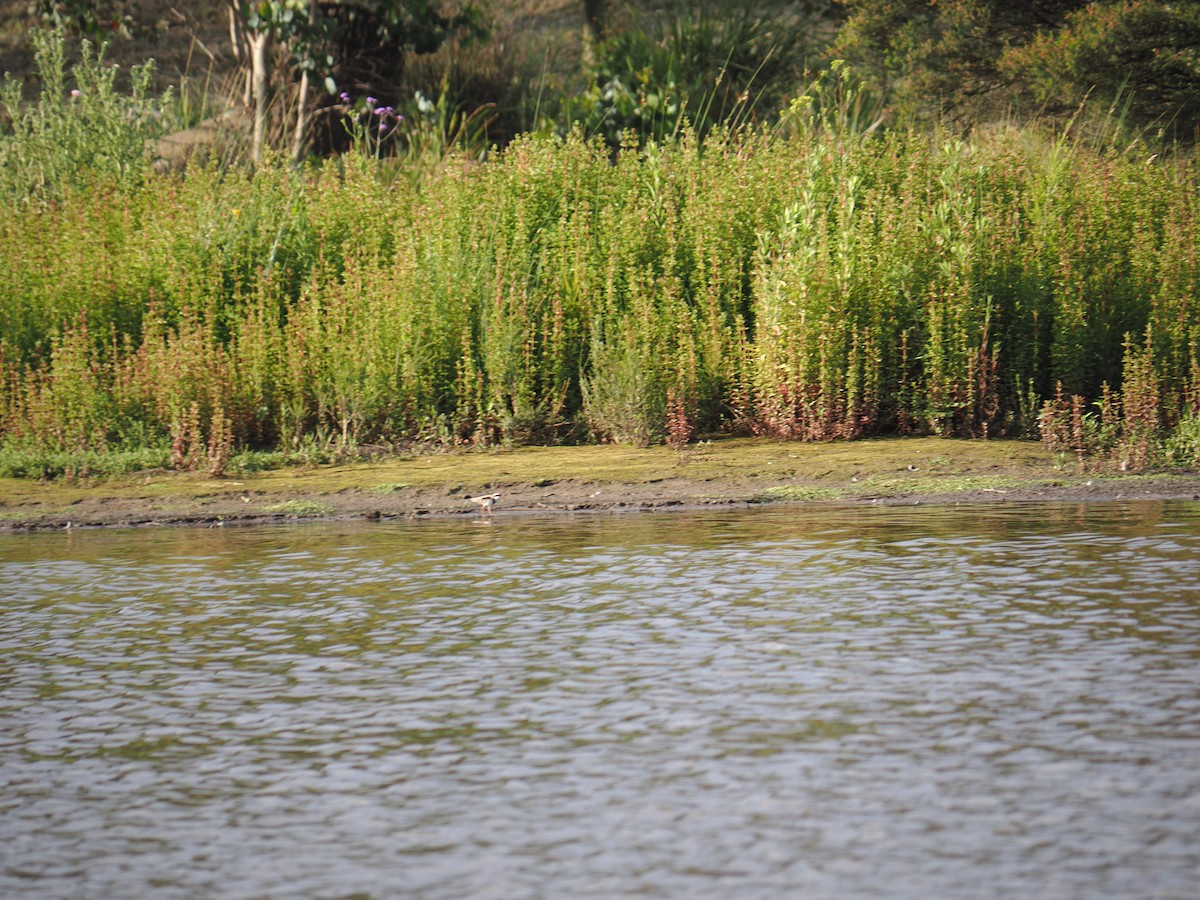 Black-fronted Dotterel - ML646429394