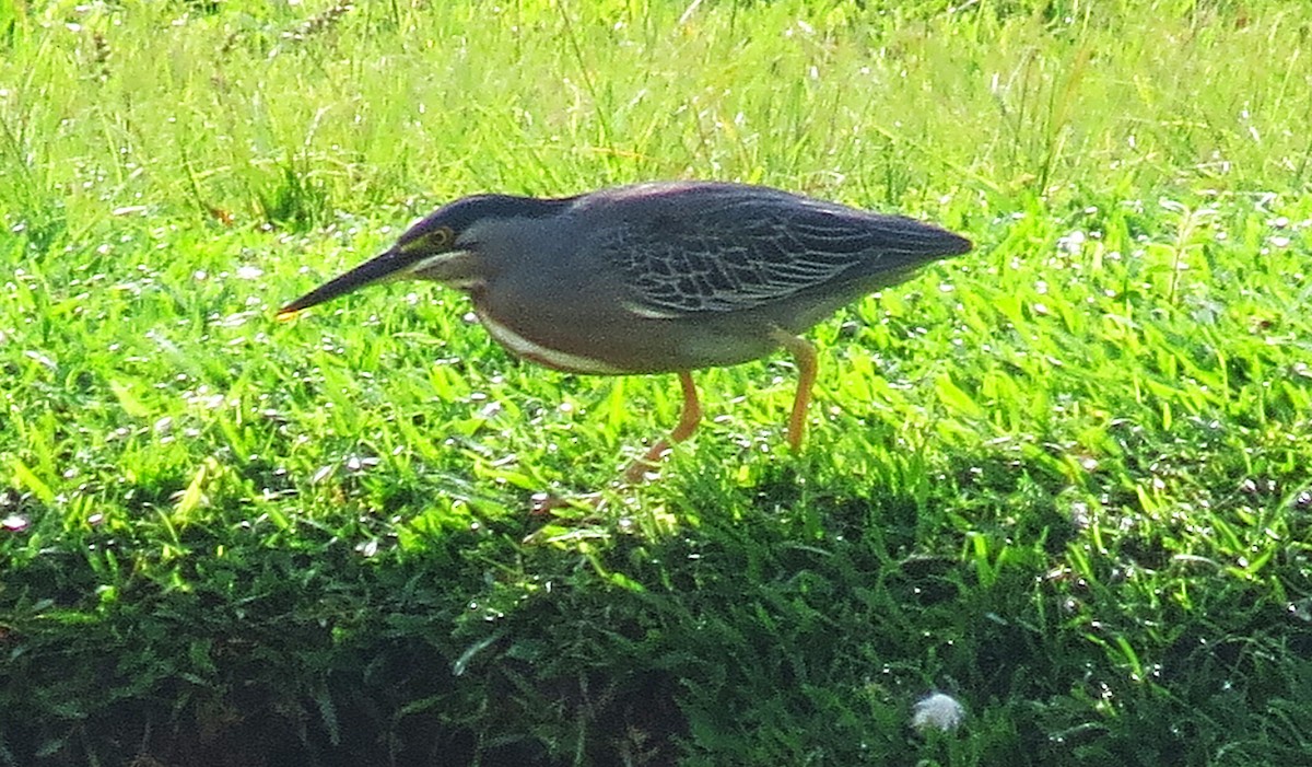 Striated Heron - ML646429396
